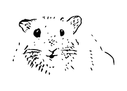 Hamster